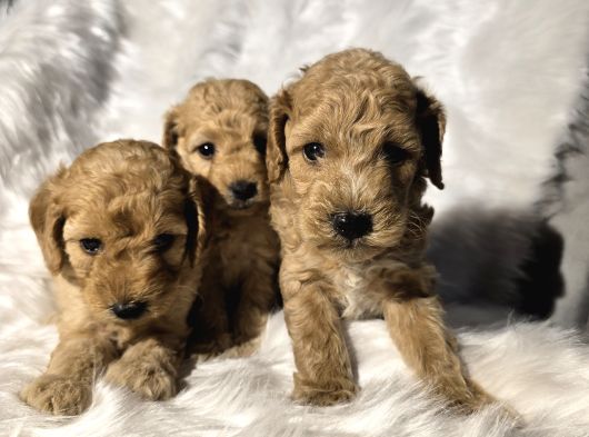 Mini Boy Toy Poodle Bebeklerimiz görsel