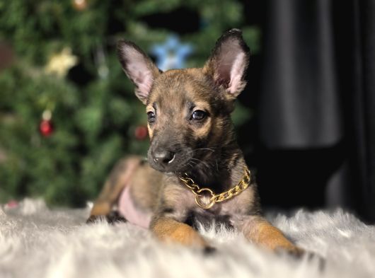 Safkan Eğitimli Malinois Yavrular görsel