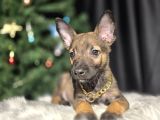 Safkan Eğitimli Malinois Yavrular