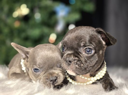 A Kalite French Buldog Bebekler görsel
