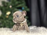 A Kalite French Buldog Bebekler