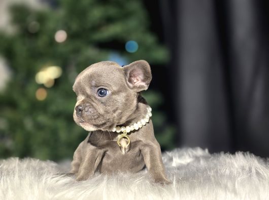A Kalite French Buldog Bebekler görsel