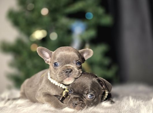 A Kalite French Buldog Bebekler