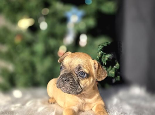 A Kalite French Buldog Bebekler görsel