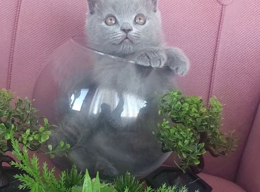 Harika Erkek Bebegim görsel