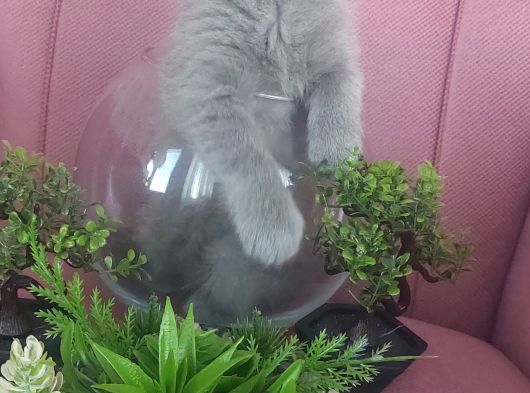 Harika Erkek Bebegim görsel