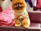 Bir Buçuk Yaşında Efsane Erkek Pomeranian 