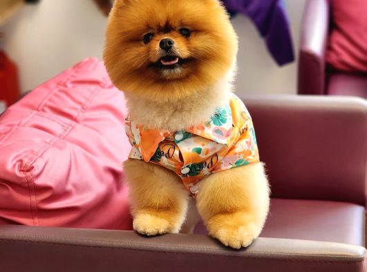 Bir Buçuk Yaşında Efsane Erkek Pomeranian  görsel