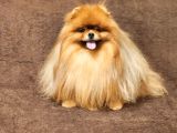2 Yaşında Efsane Kürke Sahip Erkek Pomeranian