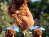 Kg Garantili Korea Poodle