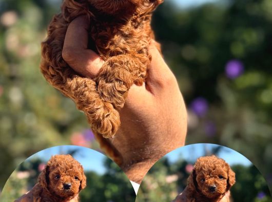 Kg Garantili Korea Poodle görsel