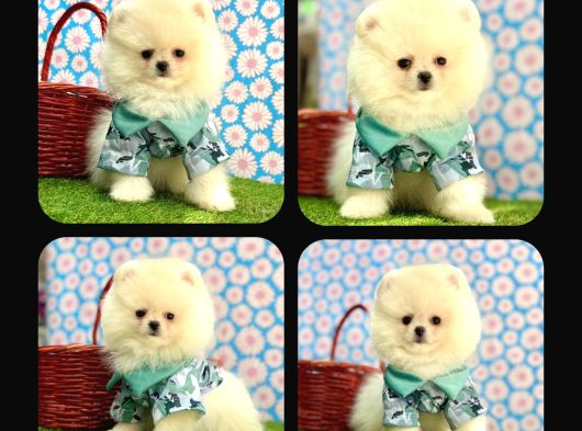 Orji̇nal Pomerani̇an Boo Çocuklar görsel