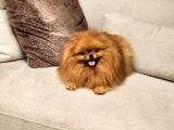 Bir Buçuk Yaşında Efsane Dişi Pomeranian 