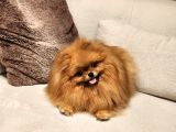 Bir Buçuk Yaşında Efsane Dişi Pomeranian 