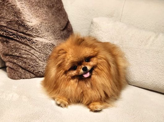Bir Buçuk Yaşında Efsane Dişi Pomeranian  görsel