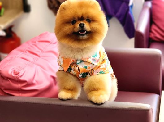 Bir Buçuk Yaşında Efsane Erkek Pomeranian  görsel