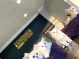 Renk Renk British Shorthair Yavrularimiz Hazir Ankara