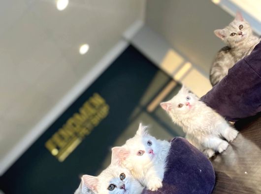 Renk Renk British Shorthair Yavrularimiz Hazir Ankara görsel