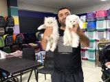Renk Renk British Shorthair Yavrularimiz Hazir Ankara