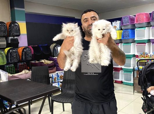 Renk Renk British Shorthair Yavrularimiz Hazir Ankara görsel
