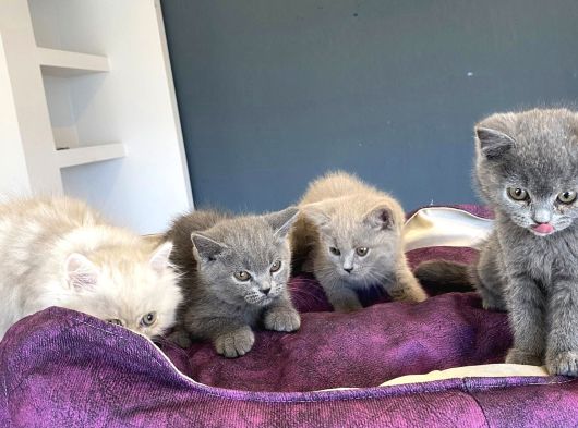 Renk Renk British Shorthair Yavrularimiz Hazir Ankara görsel