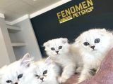 Renk Renk British Shorthair Yavrularimiz Hazir Ankara