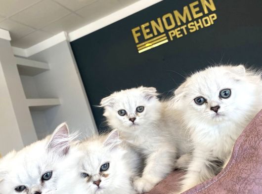 Renk Renk British Shorthair Yavrularimiz Hazir Ankara görsel
