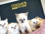 Renk Renk British Shorthair Yavrularimiz Hazir Ankara
