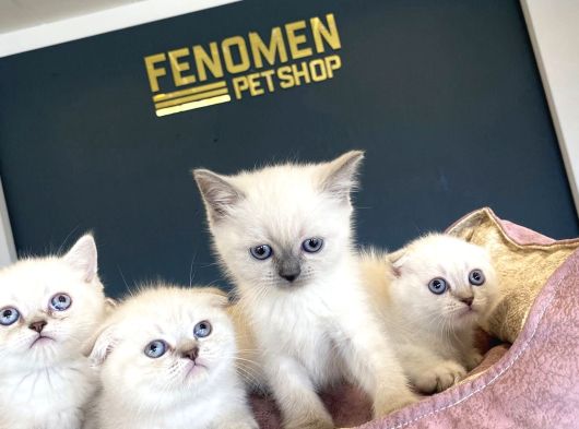 Renk Renk British Shorthair Yavrularimiz Hazir Ankara görsel