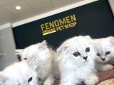 Renk Renk British Shorthair Yavrularimiz Hazir Ankara