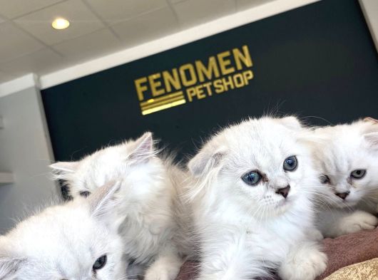 Renk Renk British Shorthair Yavrularimiz Hazir Ankara görsel