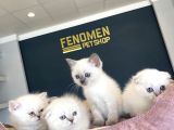 RENK RENK BRITISH SHORTHAIR YAVRULARIMIZ HAZIR ANKARA