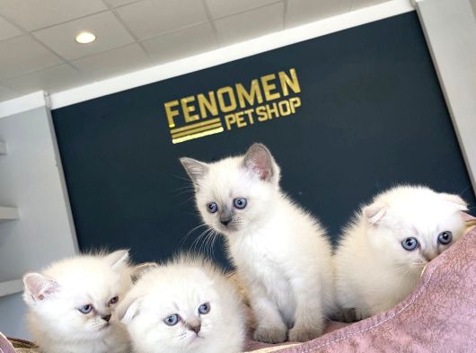 Renk Renk British Shorthair Yavrularimiz Hazir Ankara