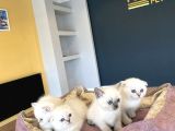 Renk Renk British Shorthair Yavrularimiz Hazir Ankara