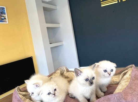 Renk Renk British Shorthair Yavrularimiz Hazir Ankara görsel