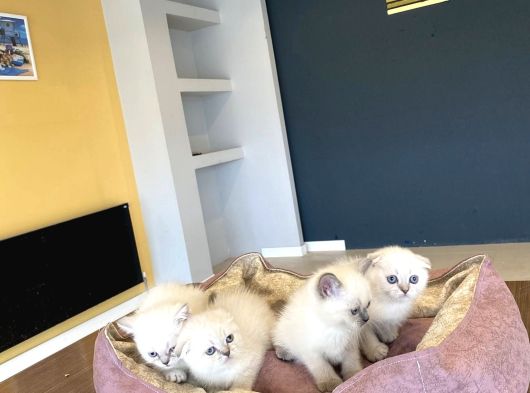 Renk Renk British Shorthair Yavrularimiz Hazir Ankara görsel