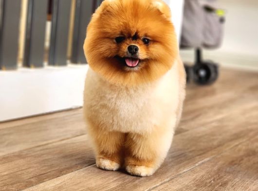 Bir Buçuk Yaşında Efsane Erkek Pomeranian  görsel