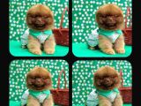 Orji̇nal Pomerani̇an Boo Çocuklar