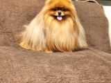 2 Yaşında Efsane Kürke Sahip Erkek Pomeranian