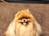 2 Yaşında Efsane Kürke Sahip Erkek Pomeranian