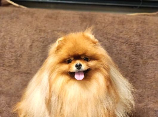 2 Yaşında Efsane Kürke Sahip Erkek Pomeranian görsel