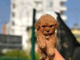 Orjinal toy poodle yavrular