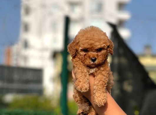 Orjinal Toy Poodle Yavrular