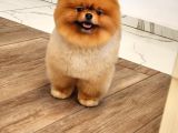 Bir Buçuk Yaşında Efsane Erkek Pomeranian 