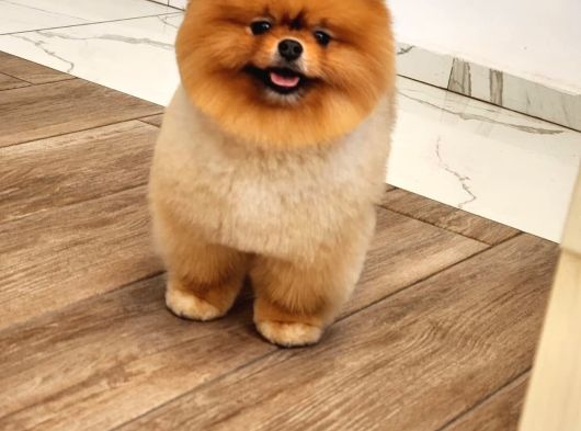 Bir Buçuk Yaşında Efsane Erkek Pomeranian  görsel