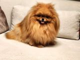Bir Buçuk Yaşında Efsane Dişi Pomeranian 