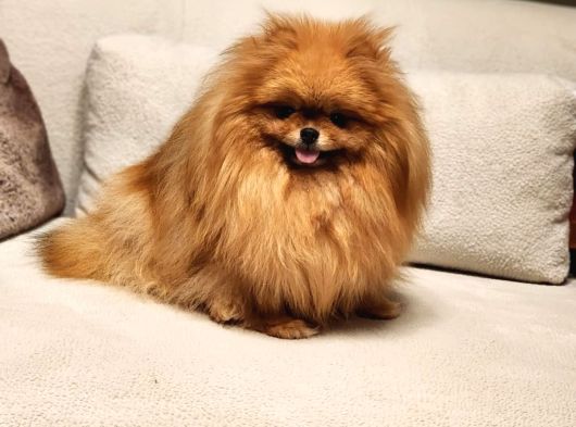 Bir Buçuk Yaşında Efsane Dişi Pomeranian  görsel