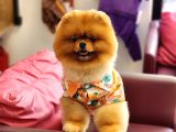 Bir buçuk yaşında efsane erkek pomeranian 