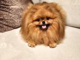 Bir Buçuk Yaşında Efsane Dişi Pomeranian 