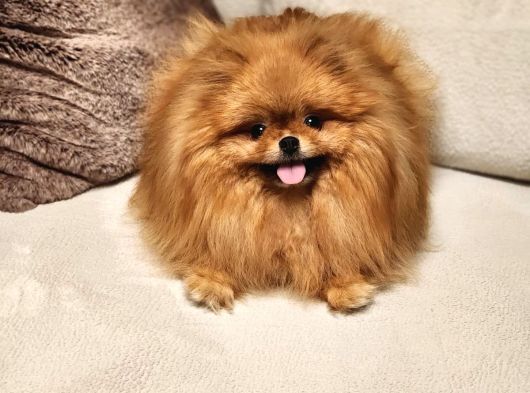 Bir Buçuk Yaşında Efsane Dişi Pomeranian  görsel
